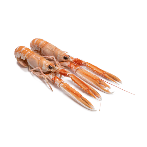 Havskräftor Färska